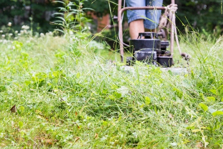 7 Ways To Reclaim Your Overgrown Property
